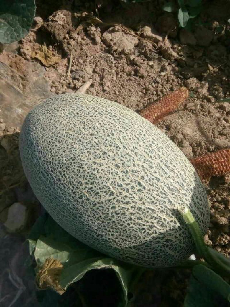 哈密瓜