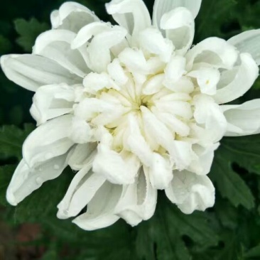 白菊花50~80cm