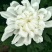 白菊花50~80cm
