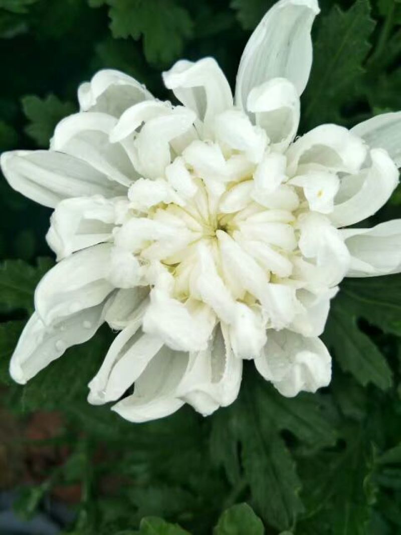 白菊花50~80cm