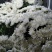 白菊花50~80cm