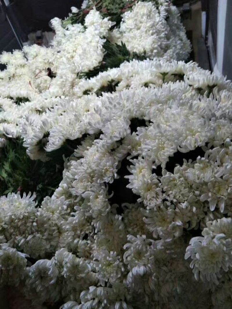 白菊花50~80cm