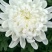 白菊花50~80cm