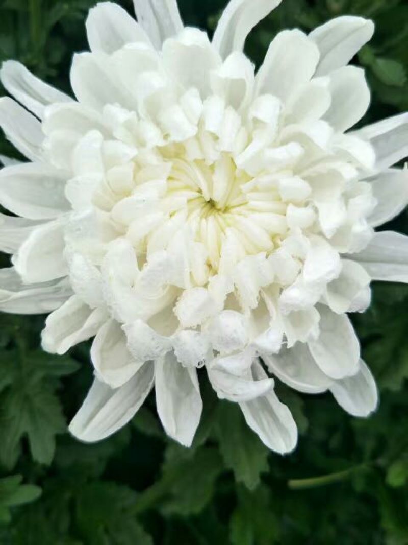 白菊花50~80cm
