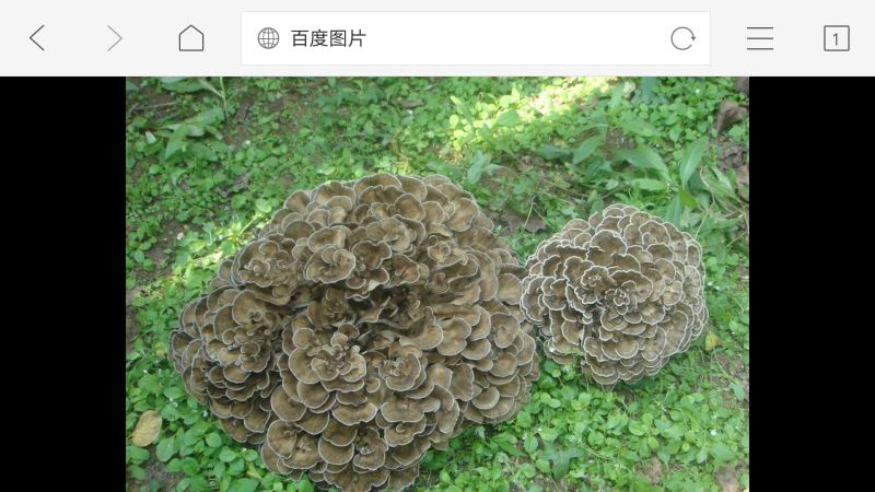栗树蘑