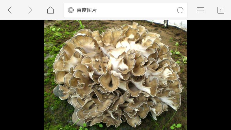 栗树蘑