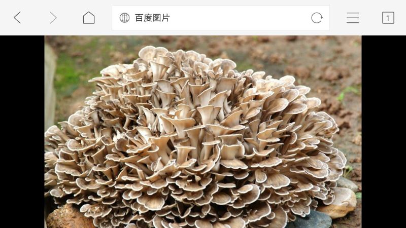 栗树蘑