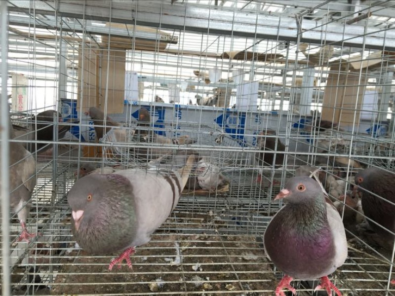 中鸽450克一550克，体现圆润双胸，有灰有白
