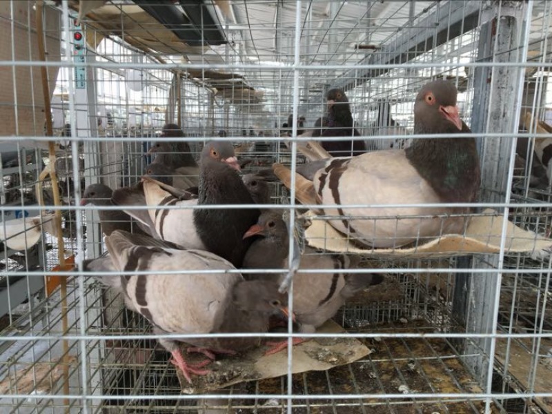 中鸽450克一550克，体现圆润双胸，有灰有白