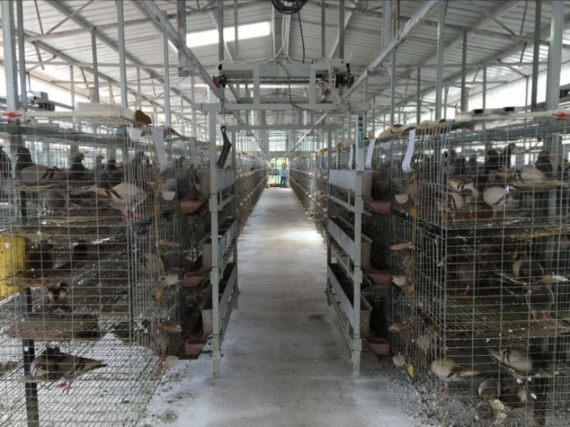 中鸽450克一550克，体现圆润双胸，有灰有白