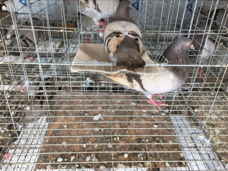 中鸽450克一550克，体现圆润双胸，有灰有白