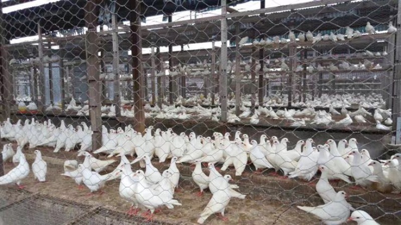 中鸽450克一550克，体现圆润双胸，有灰有白