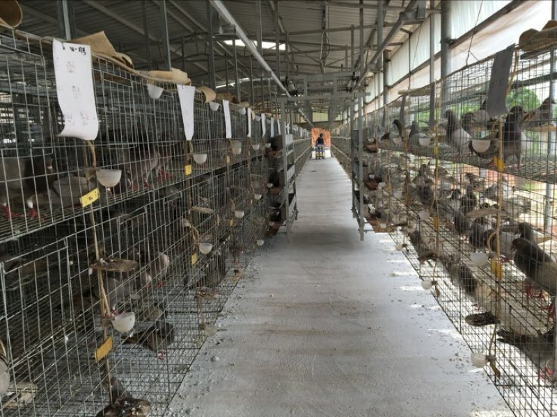 中鸽450克一550克，体现圆润双胸，有灰有白