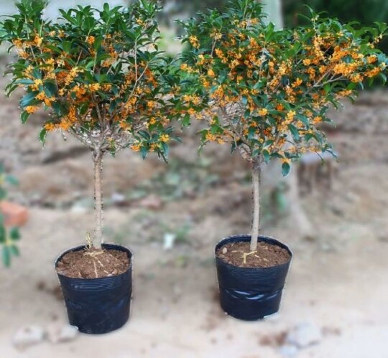黄金桂花树2~4cm0.5~1米1米以下