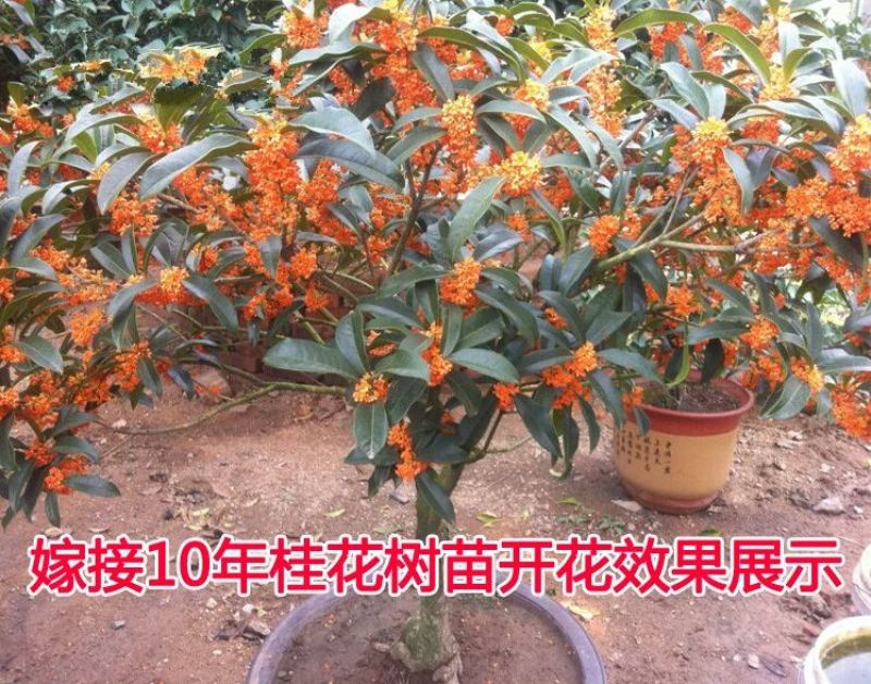 黄金桂花树2~4cm0.5~1米1米以下
