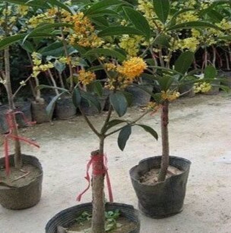 黄金桂花树2~4cm0.5~1米1米以下