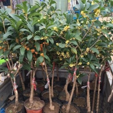 桂花树2~4cm0.5~1米1米以下