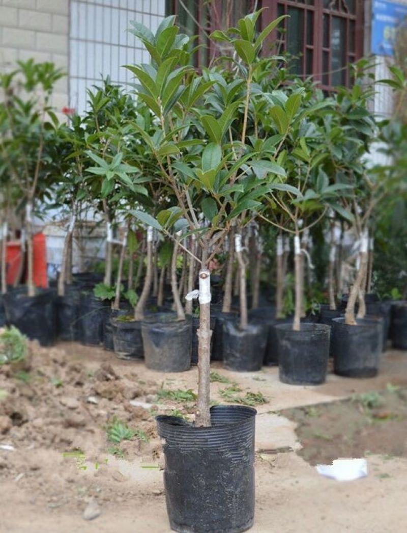桂花树2~4cm0.5~1米1米以下