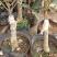 桂花树2~4cm0.5~1米1米以下