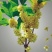 桂花树2~4cm0.5~1米1米以下