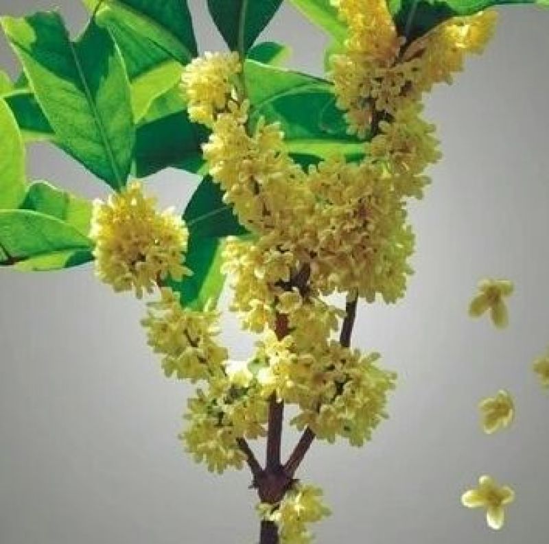 桂花树2~4cm0.5~1米1米以下