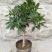桂花树2~4cm0.5~1米1米以下