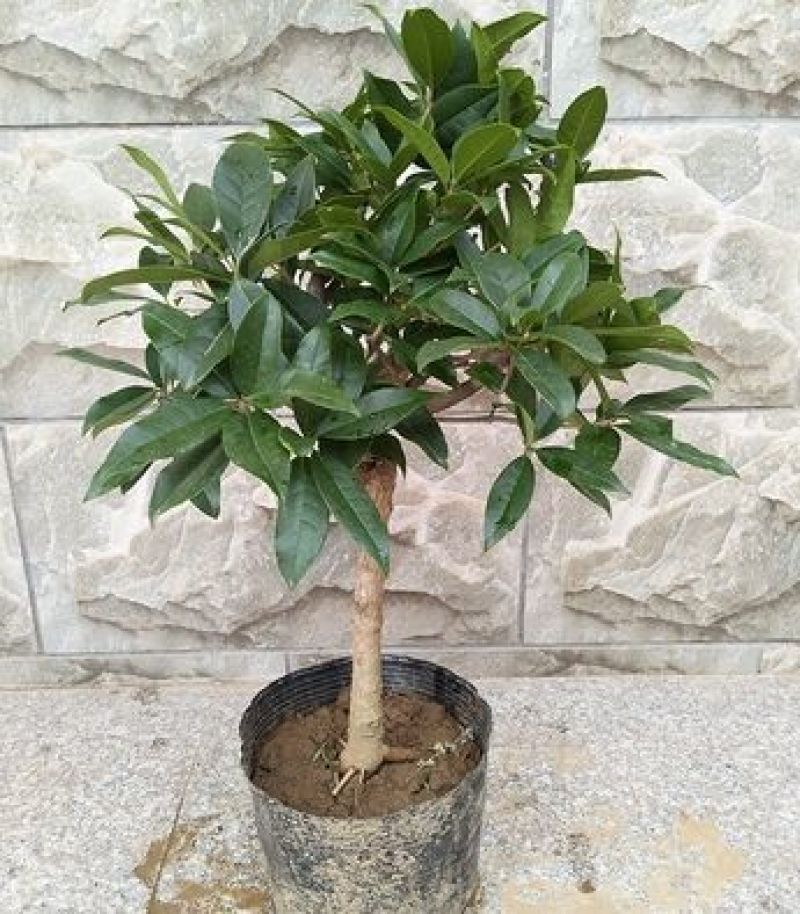 桂花树2~4cm0.5~1米1米以下