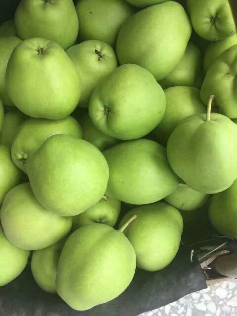 早酥梨