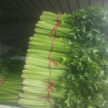 西芹，法国皇后西芹，已大量上市，欢迎选购顾有专业的团队