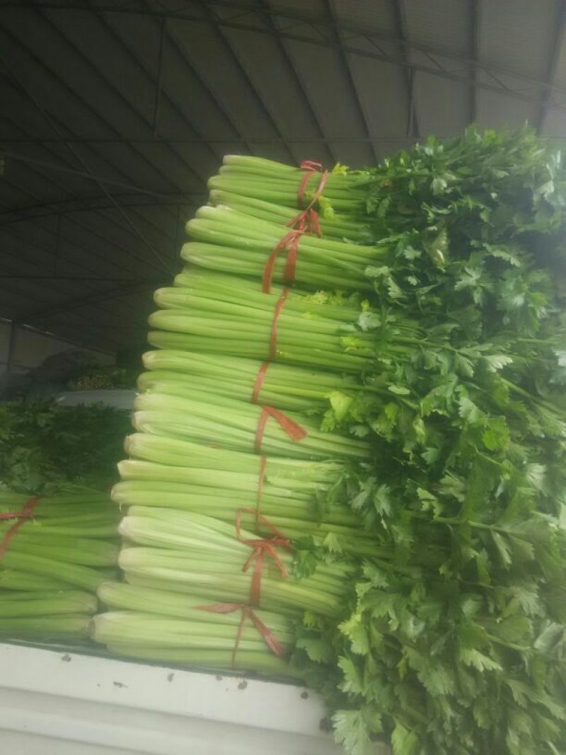 西芹，法国皇后西芹，已大量上市，欢迎选购顾有专业的团队