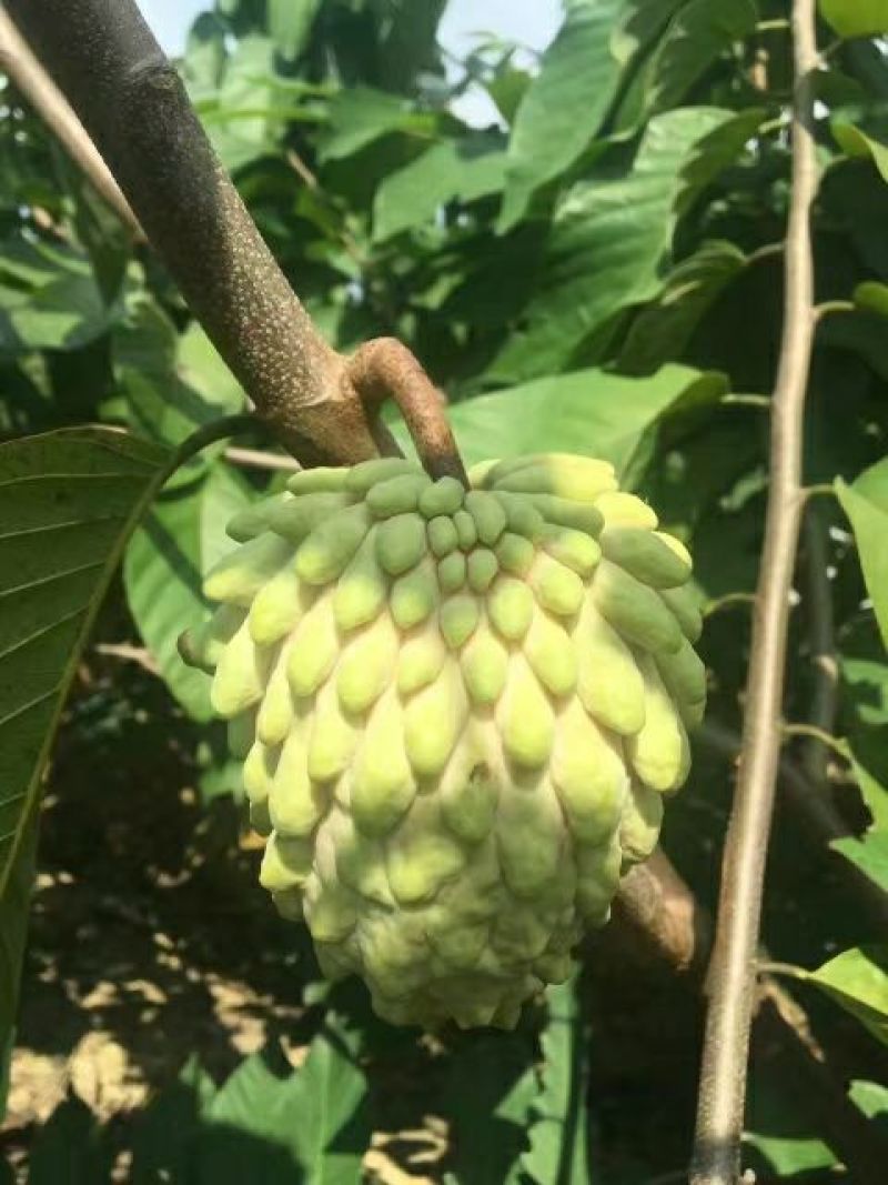 释迦苗10~30cm