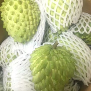释迦苗10~30cm
