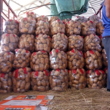 冀张薯12号通货3两以上大量有货
