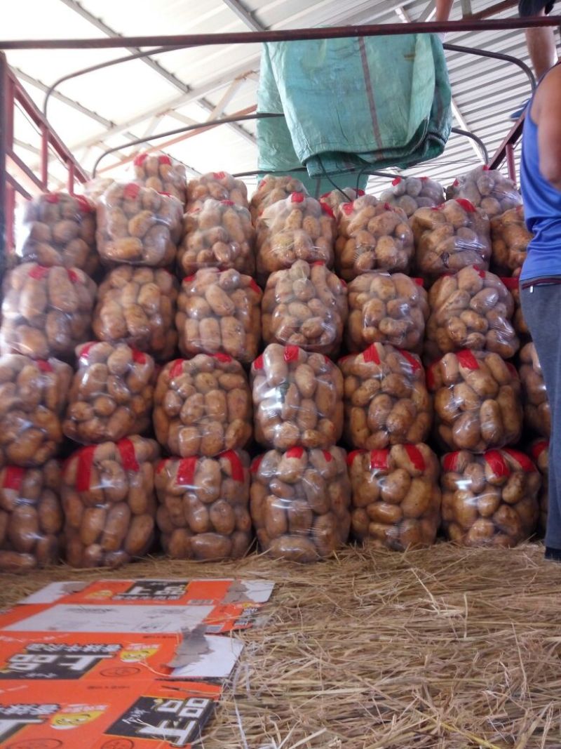 冀张薯12号通货3两以上大量有货