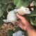 番石榴苗30~50cm