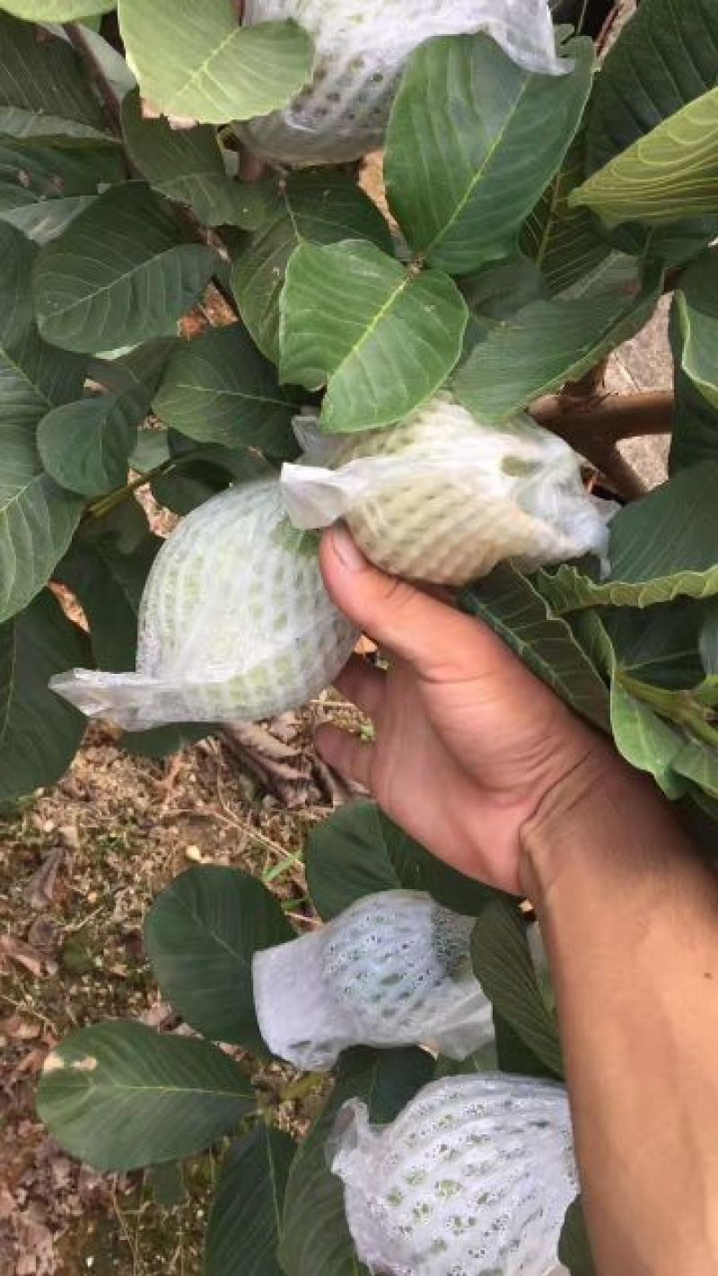 番石榴苗30~50cm
