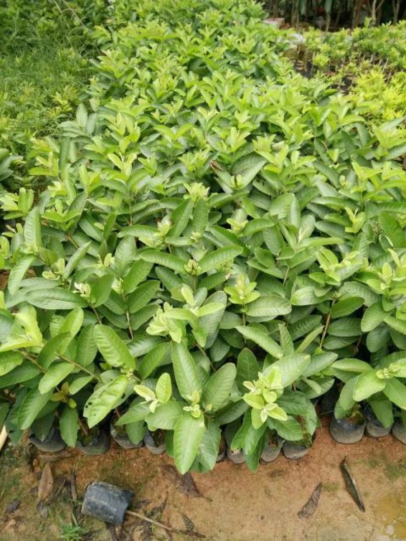 番石榴苗30~50cm