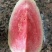番石榴苗30~50cm