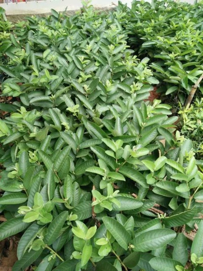 番石榴苗30~50cm