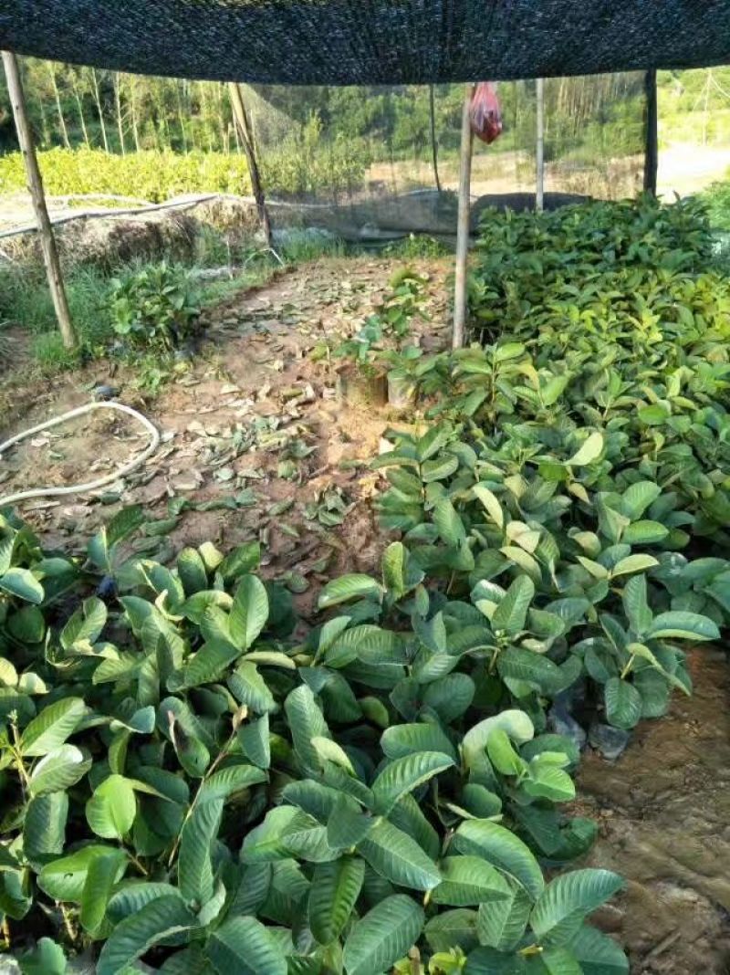 番石榴苗30~50cm