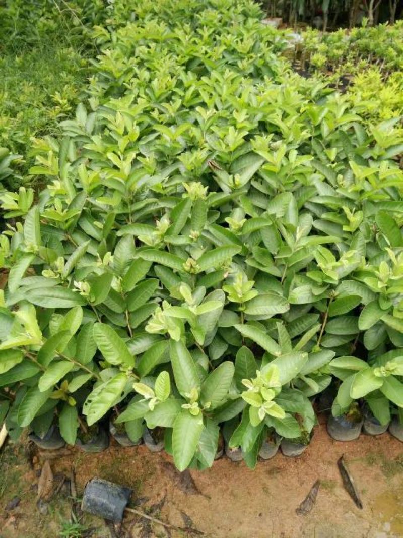 番石榴苗30~50cm