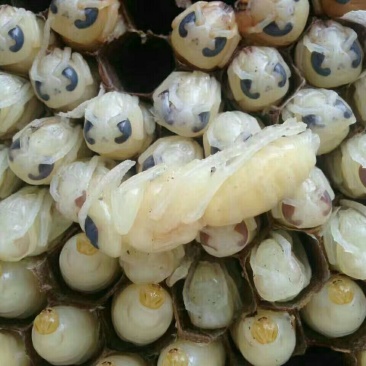 蜂蛹野生