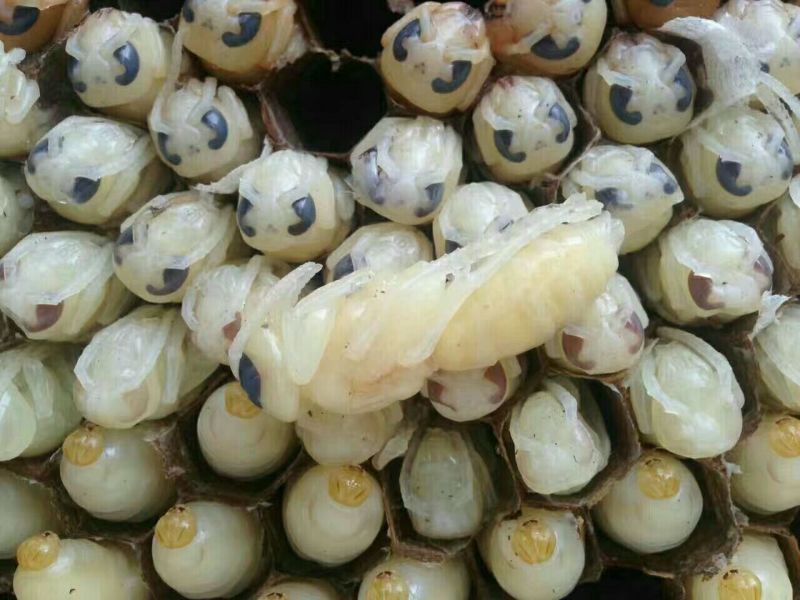 蜂蛹野生