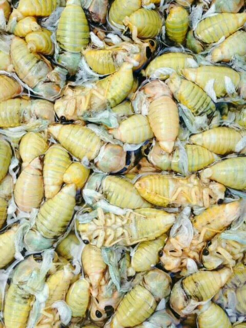 蝉蛹食用