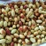 马牙枣特级鲜枣！！！！！！！！！！！！！