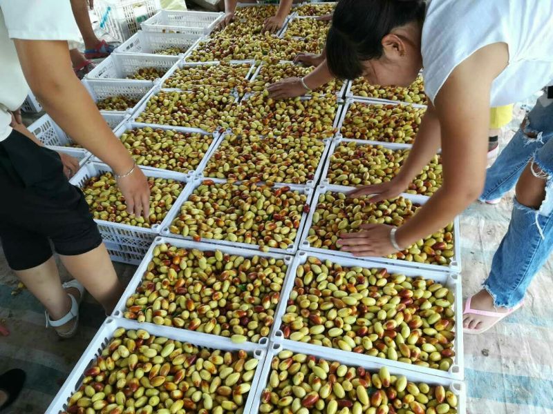 马牙枣特级鲜枣！！！！！！！！！！！！！