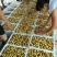 马牙枣特级鲜枣！！！！！！！！！！！！！