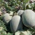 西州蜜瓜5斤以上长圆形