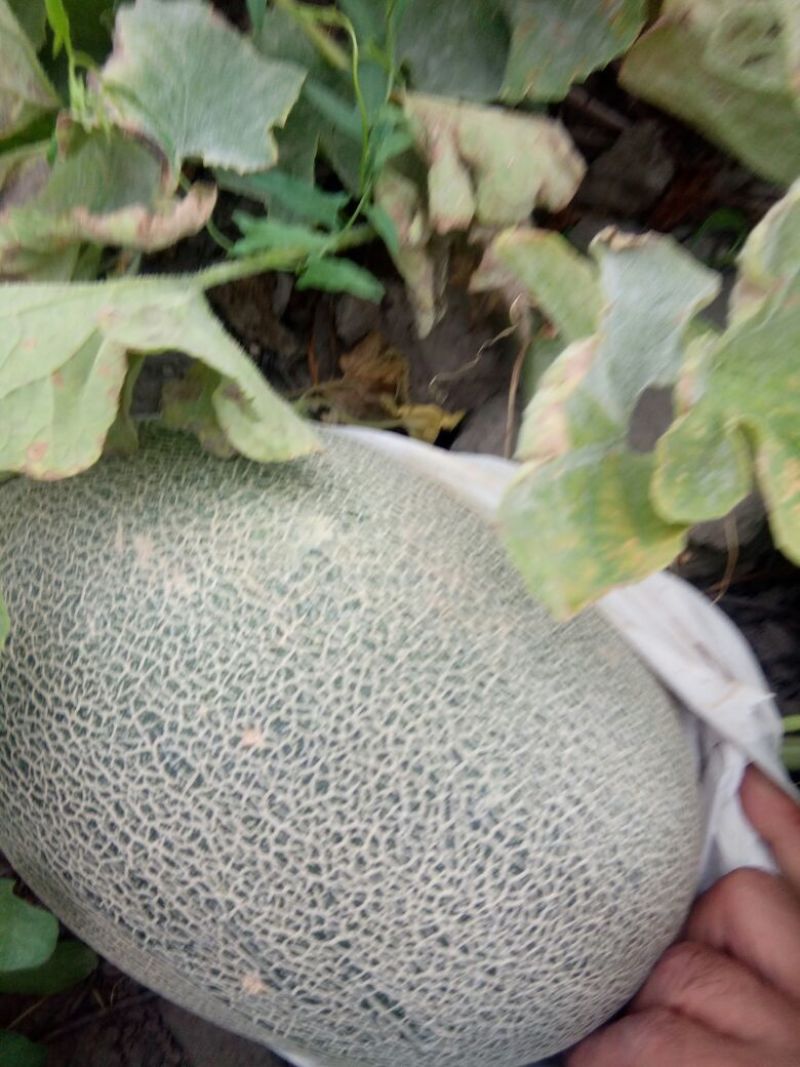 西州蜜瓜5斤以上长圆形