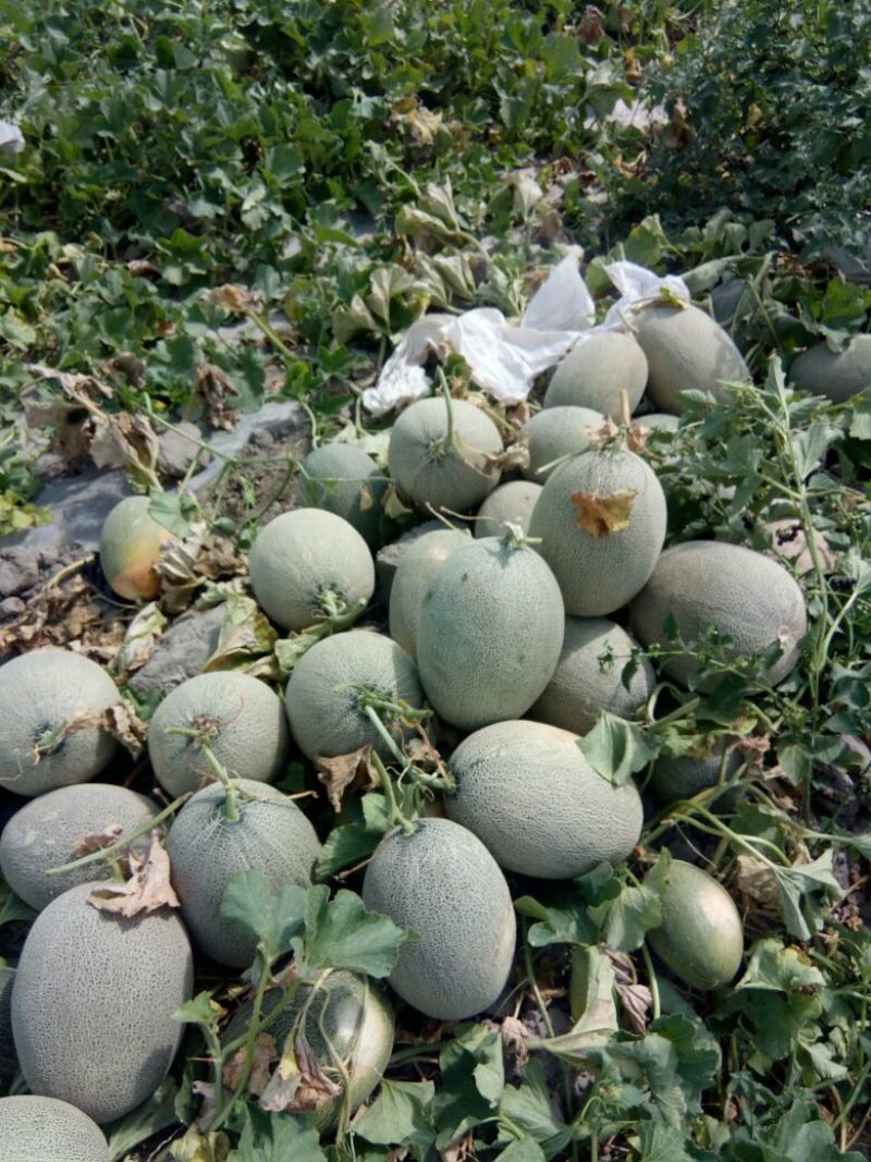 西州蜜瓜5斤以上长圆形